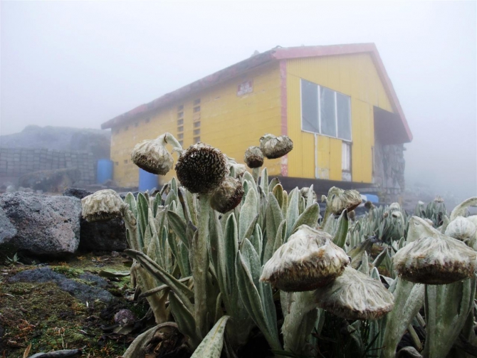 Свесить ноги в разные полушария... (Альпинизм, эквадор, котопакси, иллиница норте, галапагосы)