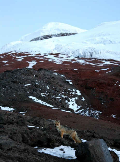 Свесить ноги в разные полушария... (Альпинизм, эквадор, котопакси, иллиница норте, галапагосы)