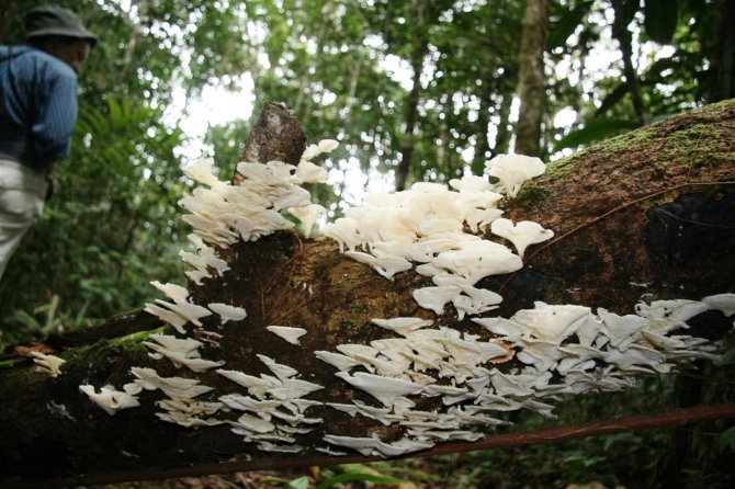 Свесить ноги в разные полушария... (Альпинизм, эквадор, котопакси, иллиница норте, галапагосы)