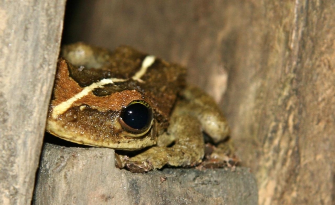 Свесить ноги в разные полушария... (Альпинизм, эквадор, котопакси, иллиница норте, галапагосы)