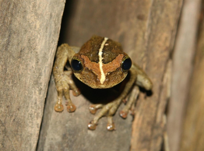 Свесить ноги в разные полушария... (Альпинизм, эквадор, котопакси, иллиница норте, галапагосы)