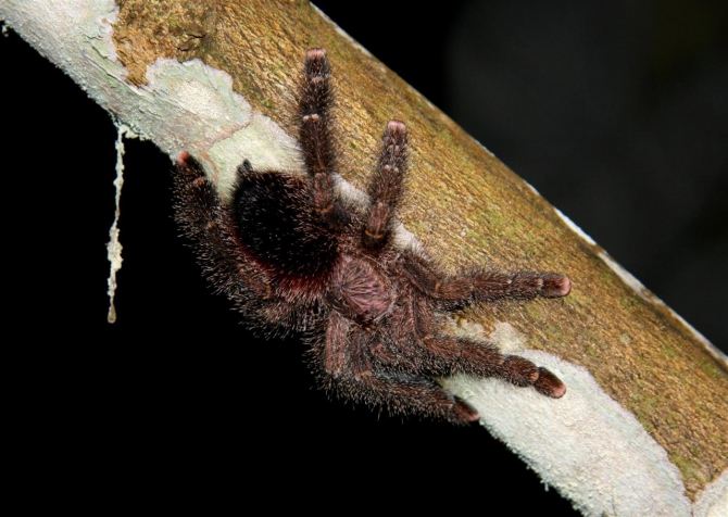 Свесить ноги в разные полушария... (Альпинизм, эквадор, котопакси, иллиница норте, галапагосы)