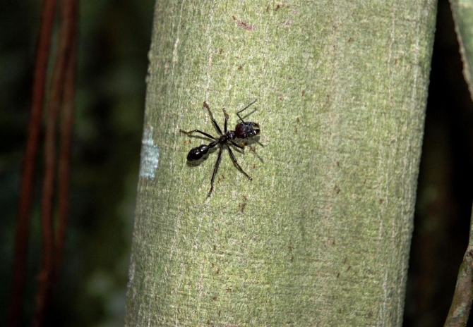 Свесить ноги в разные полушария... (Альпинизм, эквадор, котопакси, иллиница норте, галапагосы)