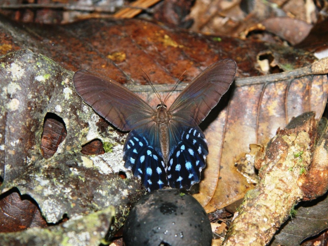 Свесить ноги в разные полушария... (Альпинизм, эквадор, котопакси, иллиница норте, галапагосы)