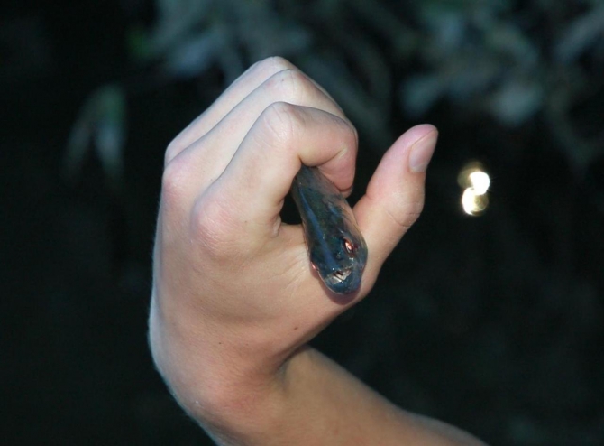 Свесить ноги в разные полушария... (Альпинизм, эквадор, котопакси, иллиница норте, галапагосы)