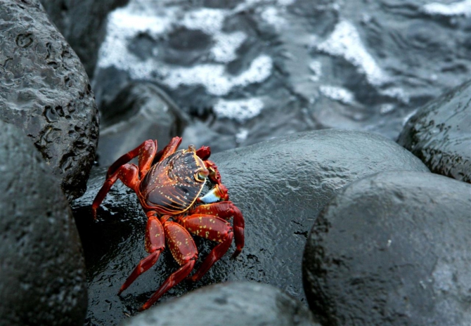 Свесить ноги в разные полушария... (Альпинизм, эквадор, котопакси, иллиница норте, галапагосы)