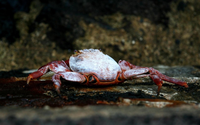 Свесить ноги в разные полушария... (Альпинизм, эквадор, котопакси, иллиница норте, галапагосы)