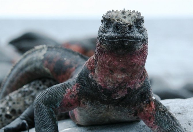 Свесить ноги в разные полушария... (Альпинизм, эквадор, котопакси, иллиница норте, галапагосы)