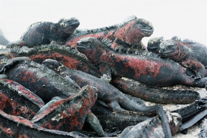 Свесить ноги в разные полушария... (Альпинизм, эквадор, котопакси, иллиница норте, галапагосы)