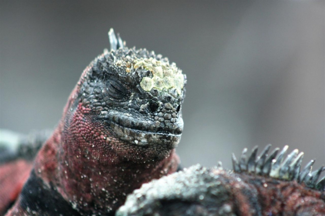 Свесить ноги в разные полушария... (Альпинизм, эквадор, котопакси, иллиница норте, галапагосы)