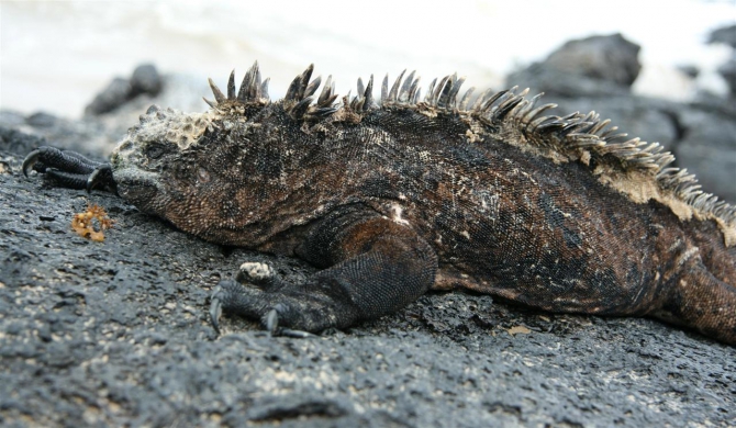 Свесить ноги в разные полушария... (Альпинизм, эквадор, котопакси, иллиница норте, галапагосы)