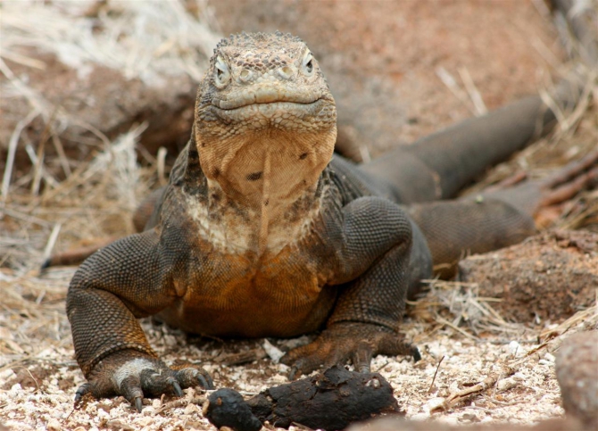 Свесить ноги в разные полушария... (Альпинизм, эквадор, котопакси, иллиница норте, галапагосы)