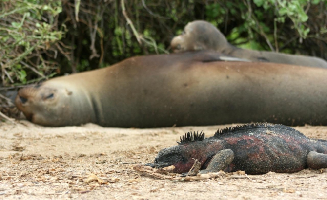 Свесить ноги в разные полушария... (Альпинизм, эквадор, котопакси, иллиница норте, галапагосы)