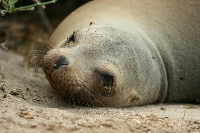 Свесить ноги в разные полушария... (Альпинизм, эквадор, котопакси, иллиница норте, галапагосы)