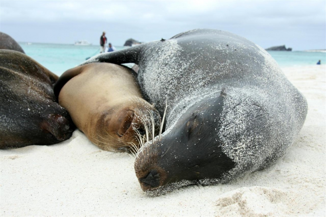 Свесить ноги в разные полушария... (Альпинизм, эквадор, котопакси, иллиница норте, галапагосы)