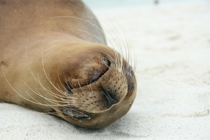 Свесить ноги в разные полушария... (Альпинизм, эквадор, котопакси, иллиница норте, галапагосы)