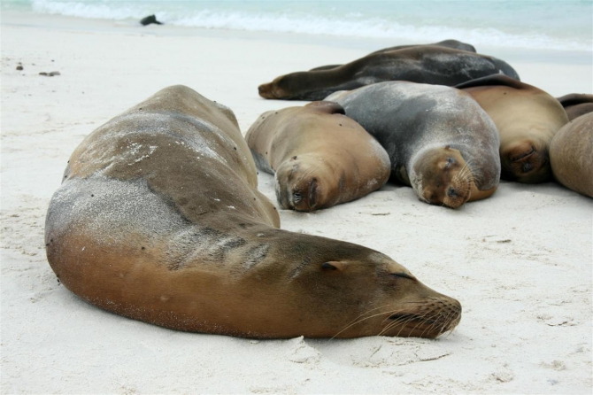 Свесить ноги в разные полушария... (Альпинизм, эквадор, котопакси, иллиница норте, галапагосы)