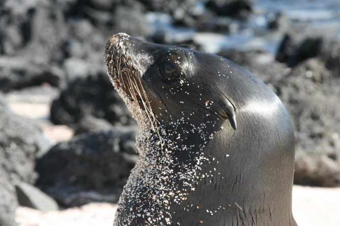 Свесить ноги в разные полушария... (Альпинизм, эквадор, котопакси, иллиница норте, галапагосы)