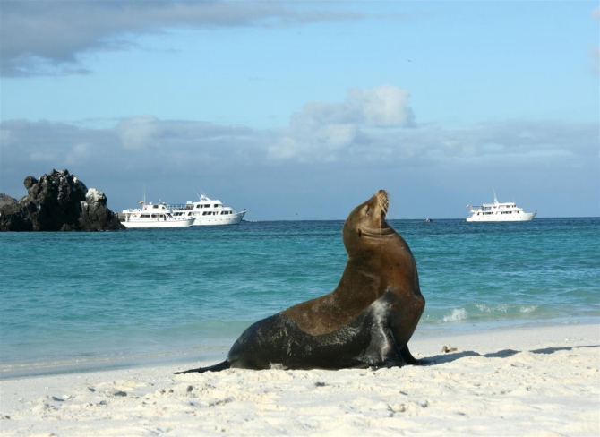 Свесить ноги в разные полушария... (Альпинизм, эквадор, котопакси, иллиница норте, галапагосы)