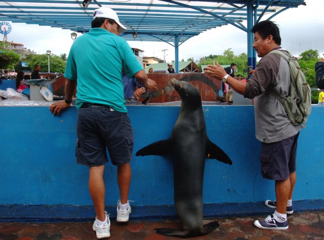 Свесить ноги в разные полушария... (Альпинизм, эквадор, котопакси, иллиница норте, галапагосы)