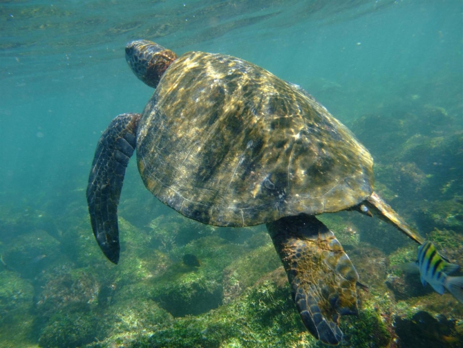 Свесить ноги в разные полушария... (Альпинизм, эквадор, котопакси, иллиница норте, галапагосы)