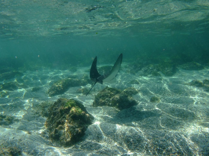 Свесить ноги в разные полушария... (Альпинизм, эквадор, котопакси, иллиница норте, галапагосы)