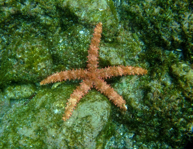 Свесить ноги в разные полушария... (Альпинизм, эквадор, котопакси, иллиница норте, галапагосы)