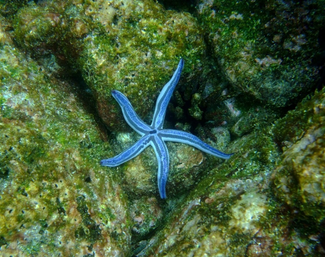 Свесить ноги в разные полушария... (Альпинизм, эквадор, котопакси, иллиница норте, галапагосы)