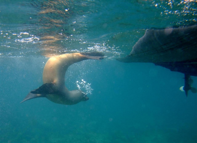 Свесить ноги в разные полушария... (Альпинизм, эквадор, котопакси, иллиница норте, галапагосы)
