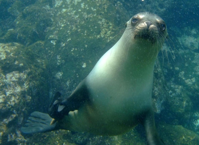 Свесить ноги в разные полушария... (Альпинизм, эквадор, котопакси, иллиница норте, галапагосы)