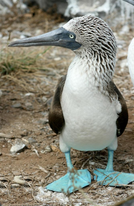 Свесить ноги в разные полушария... (Альпинизм, эквадор, котопакси, иллиница норте, галапагосы)