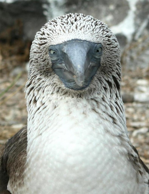 Свесить ноги в разные полушария... (Альпинизм, эквадор, котопакси, иллиница норте, галапагосы)
