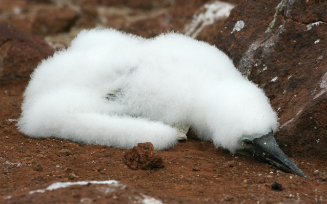 Свесить ноги в разные полушария... (Альпинизм, эквадор, котопакси, иллиница норте, галапагосы)