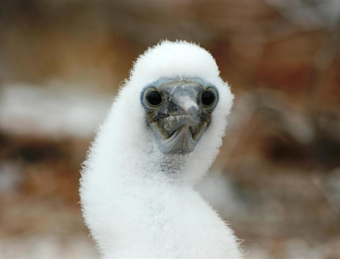 Свесить ноги в разные полушария... (Альпинизм, эквадор, котопакси, иллиница норте, галапагосы)