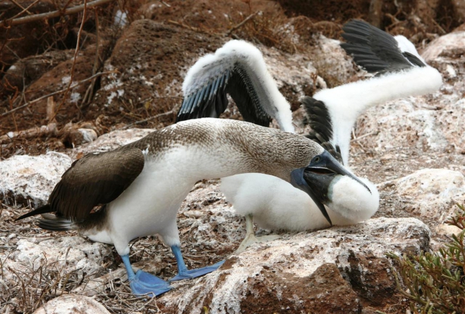 Свесить ноги в разные полушария... (Альпинизм, эквадор, котопакси, иллиница норте, галапагосы)