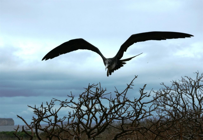 Свесить ноги в разные полушария... (Альпинизм, эквадор, котопакси, иллиница норте, галапагосы)