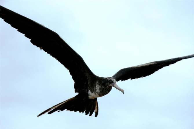 Свесить ноги в разные полушария... (Альпинизм, эквадор, котопакси, иллиница норте, галапагосы)