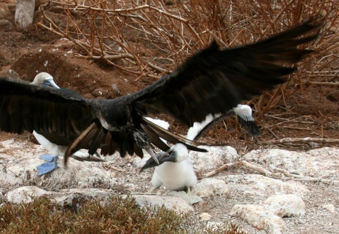 Свесить ноги в разные полушария... (Альпинизм, эквадор, котопакси, иллиница норте, галапагосы)