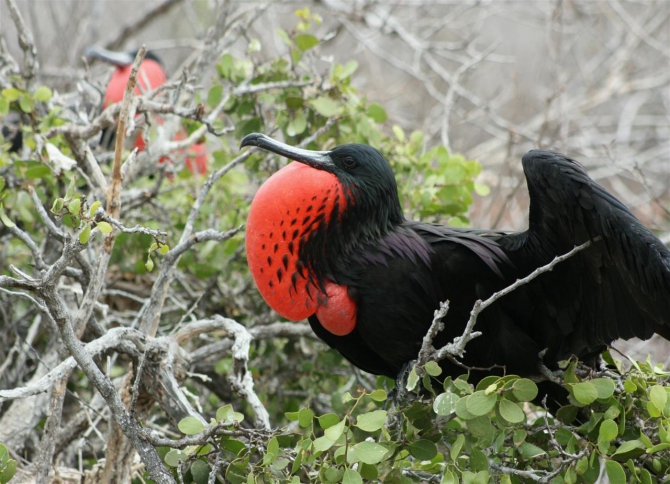 Свесить ноги в разные полушария... (Альпинизм, эквадор, котопакси, иллиница норте, галапагосы)