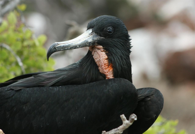 Свесить ноги в разные полушария... (Альпинизм, эквадор, котопакси, иллиница норте, галапагосы)