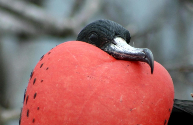 Свесить ноги в разные полушария... (Альпинизм, эквадор, котопакси, иллиница норте, галапагосы)