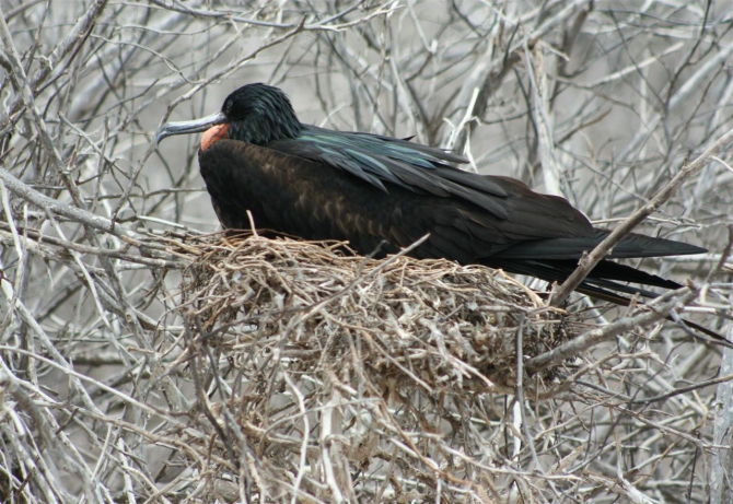 Свесить ноги в разные полушария... (Альпинизм, эквадор, котопакси, иллиница норте, галапагосы)