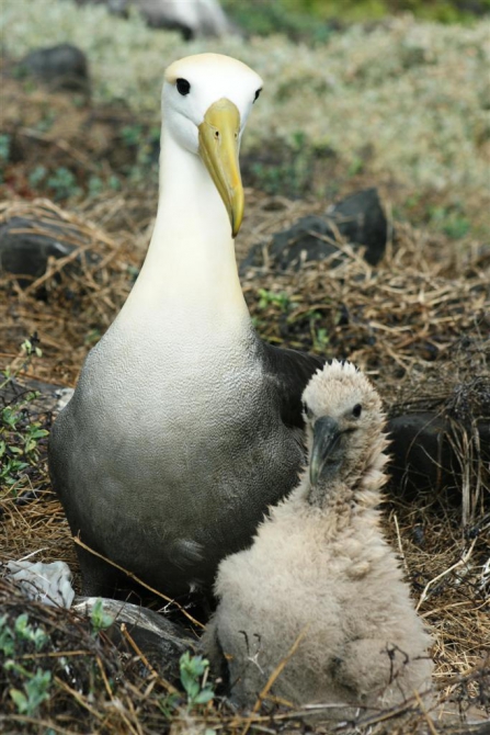 Свесить ноги в разные полушария... (Альпинизм, эквадор, котопакси, иллиница норте, галапагосы)