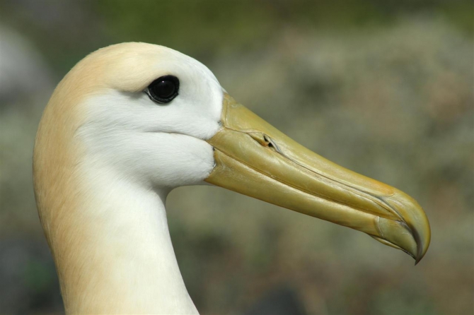 Свесить ноги в разные полушария... (Альпинизм, эквадор, котопакси, иллиница норте, галапагосы)