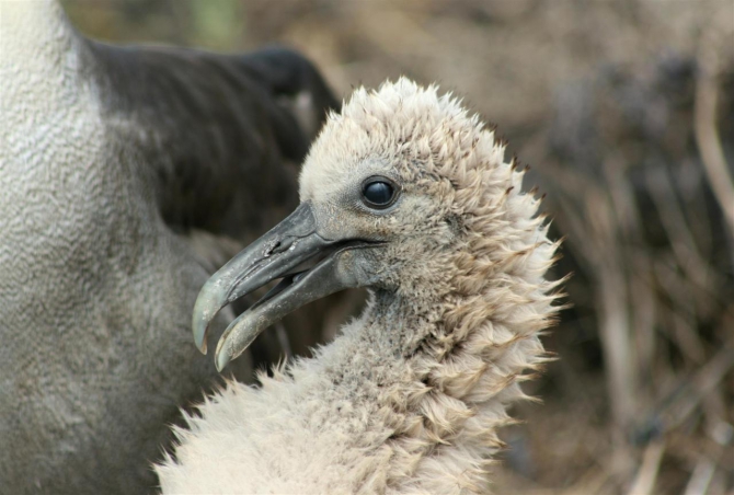 Свесить ноги в разные полушария... (Альпинизм, эквадор, котопакси, иллиница норте, галапагосы)