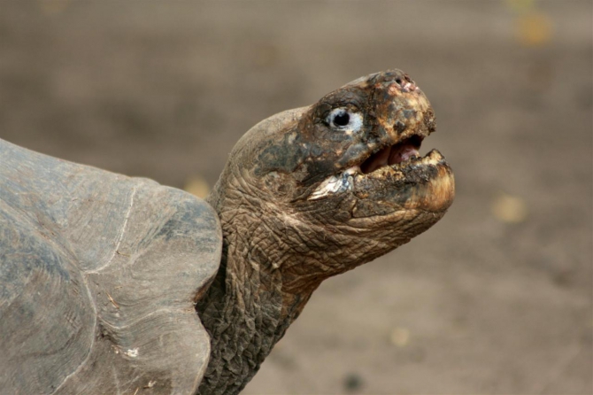 Свесить ноги в разные полушария... (Альпинизм, эквадор, котопакси, иллиница норте, галапагосы)
