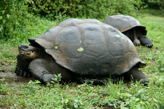 Свесить ноги в разные полушария... (Альпинизм, эквадор, котопакси, иллиница норте, галапагосы)