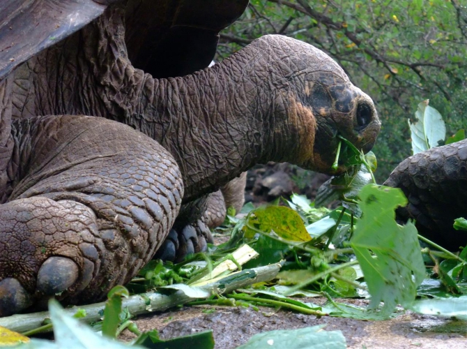 Свесить ноги в разные полушария... (Альпинизм, эквадор, котопакси, иллиница норте, галапагосы)