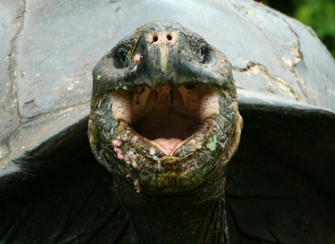 Свесить ноги в разные полушария... (Альпинизм, эквадор, котопакси, иллиница норте, галапагосы)