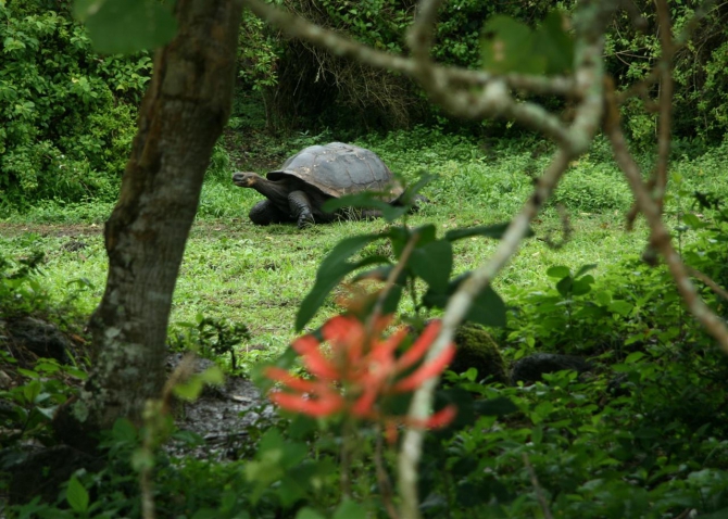Свесить ноги в разные полушария... (Альпинизм, эквадор, котопакси, иллиница норте, галапагосы)